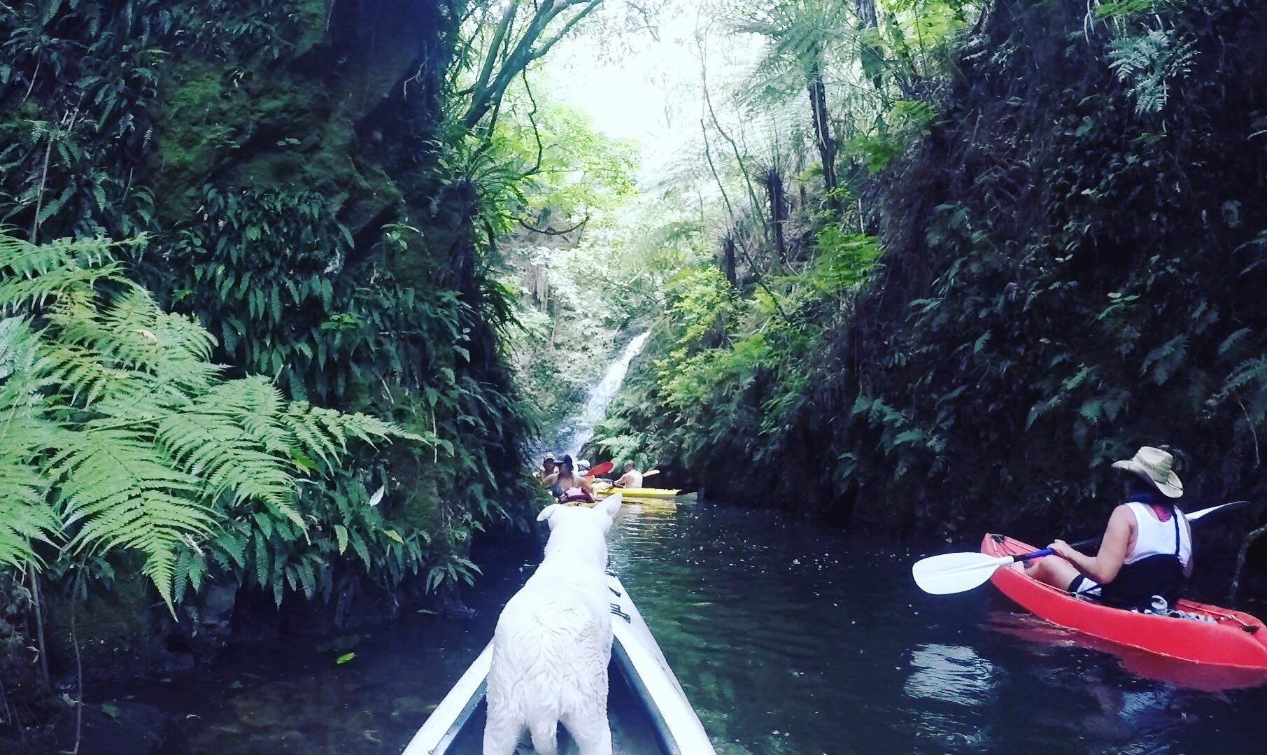 Kayaking to a waterfall on Lake Karapiro, New Zealand - Adventure Seeker