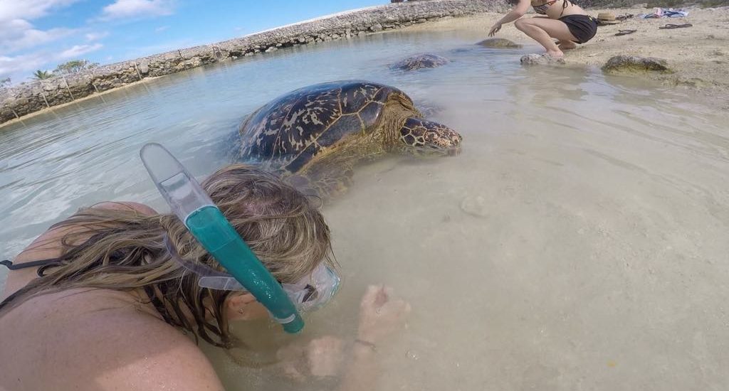 Turtles, Turtle Sanctuary, snorkelling, Vanuatu, Ocean, Blue water