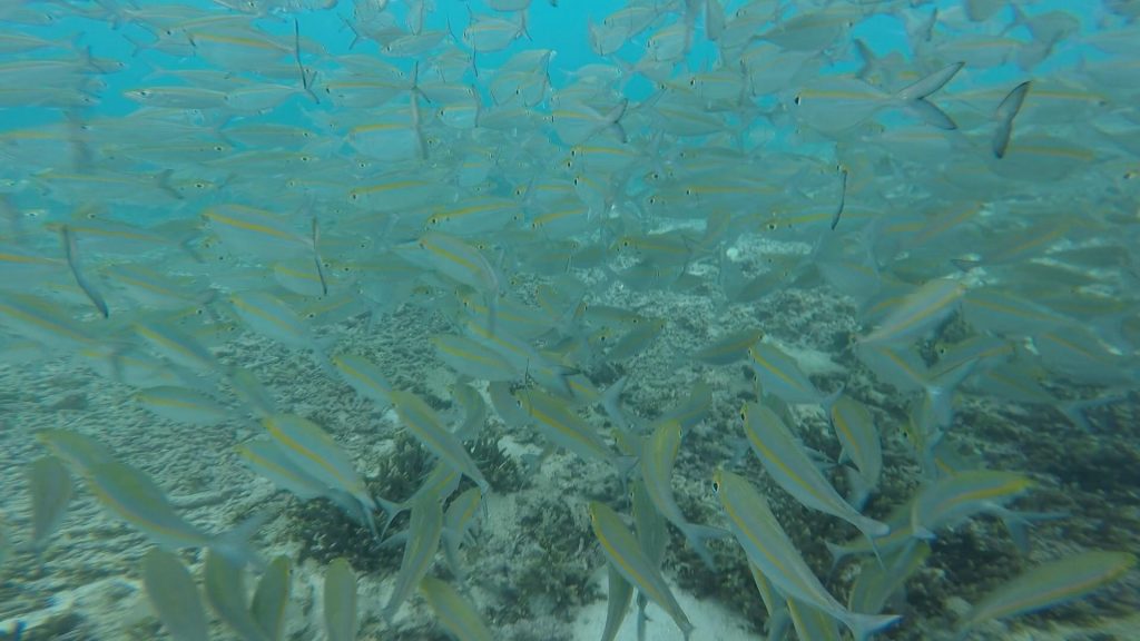 Snorkeling, Nature, fish, Underwater mailbox, Vanuatu, Mail, Travel, swimming