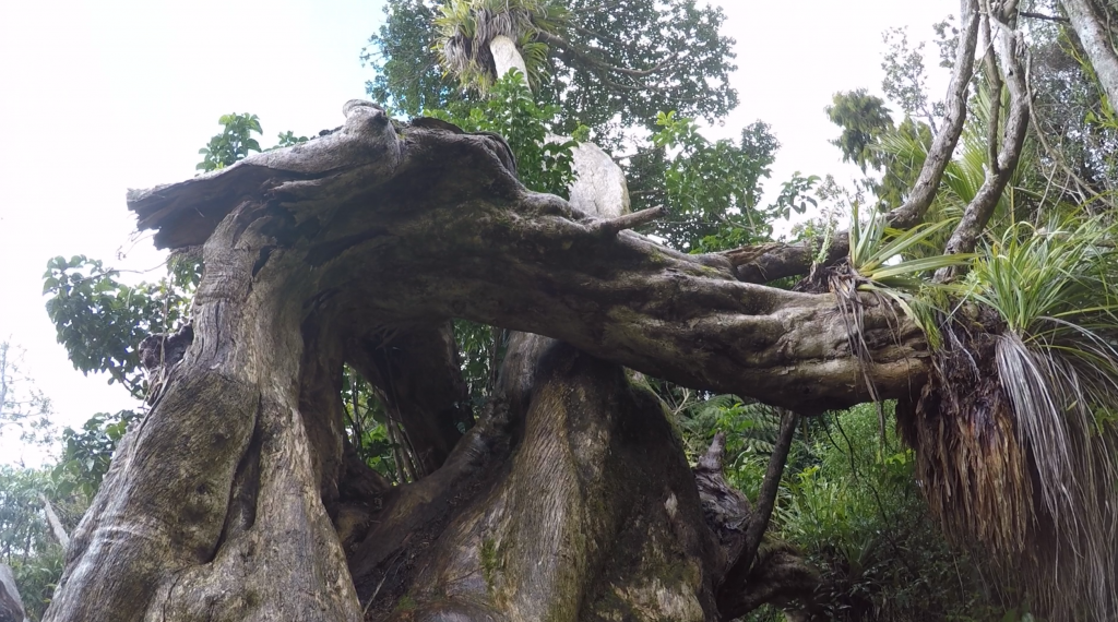 Karioi lodge, loop track, hike, big trees, nature, Raglan, New zealand, outdoors