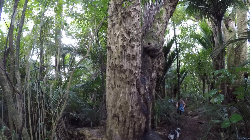 Karioi lodge, loop track, hike, big trees, nature, Raglan, New zealand, outdoors