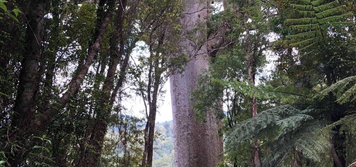 kauri trees, coromandel, newzealand, cookson kauri walk, nature, outdoors, hikes, tramps, 1 hour oneway